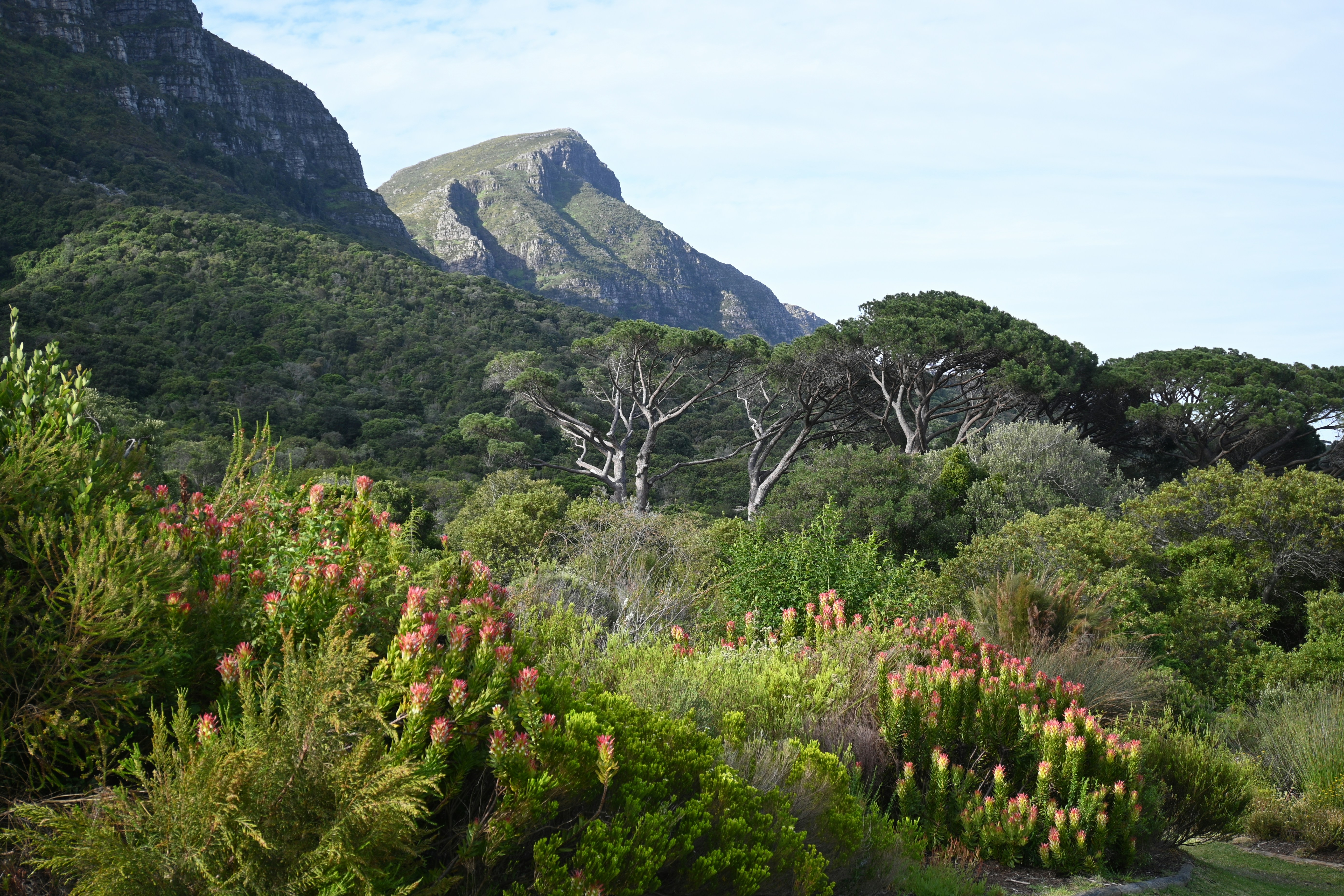 Kirstenbosch Botanical Garden